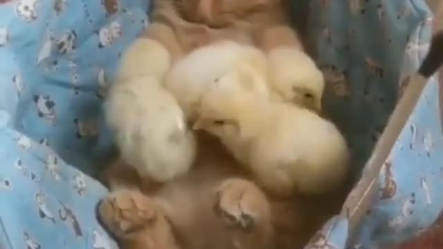 a cat that takes care of the chicks