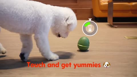 Wicked Egg : Automatic Interactive Pet Toy & Treat Dispenser