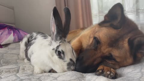 Can a German Shepherd befriend a Giant Rabbit