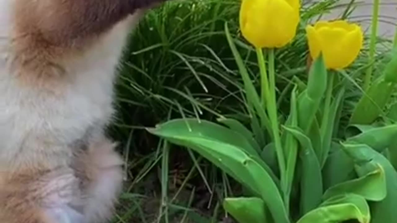 Wow, This Flower Smells So Good #shorts #shortvideo #video #virals #videoviral