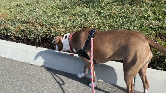 Curious Dog Adorably Stalks Lizard