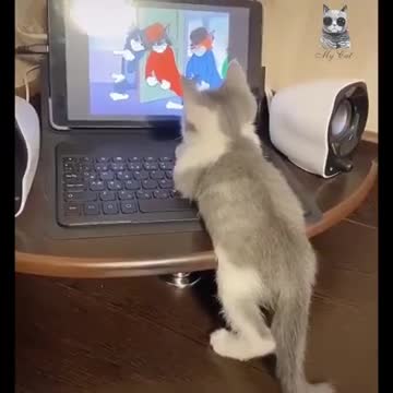 Adorable cute puff ball kitten watching tom and jerry show like a kid