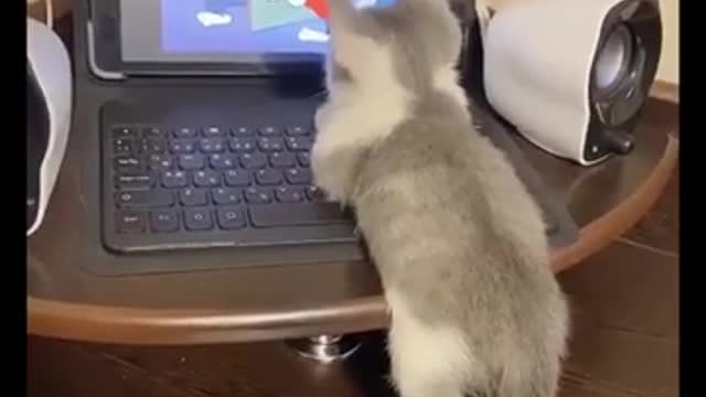 Adorable cute puff ball kitten watching tom and jerry show like a kid