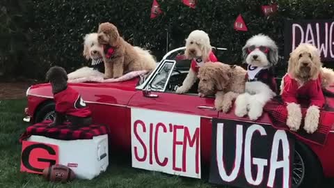 Multiple dogs inside car staying still for picture