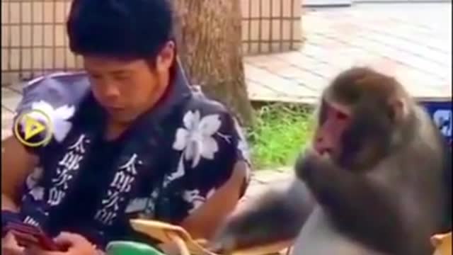 Monkey whispering to his owner
