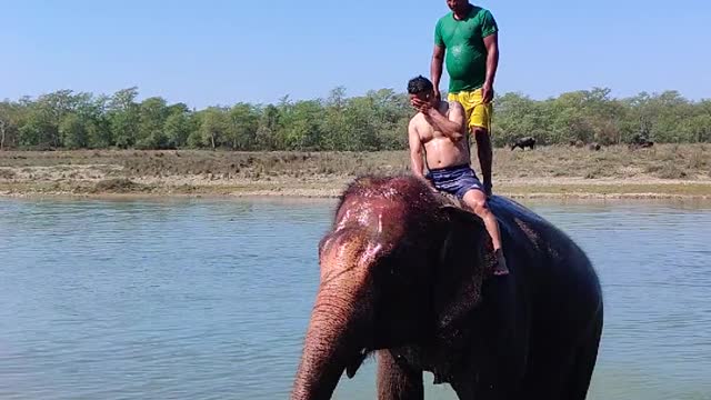 Funny elephant washing videos