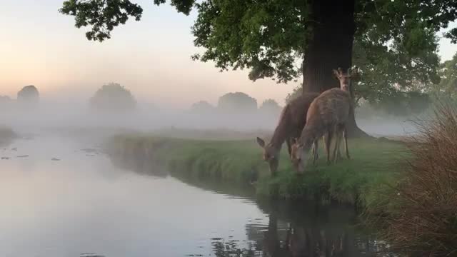 Group of Deer