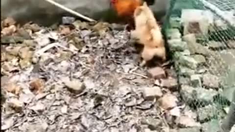 Dog vs Chicken - Funny Dog