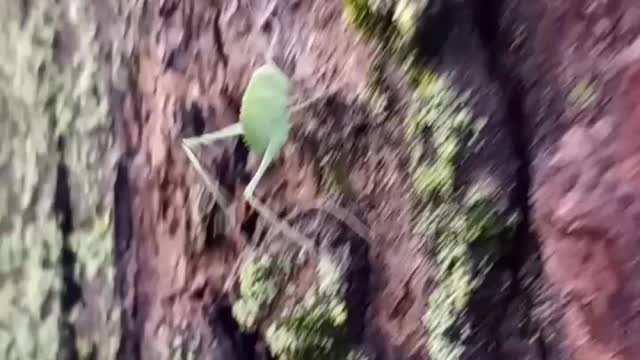 Hybrid grasshopper looks crazy !