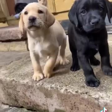 PUPPYS WELCOME THEIR BOSS TIKTOK VIDEO