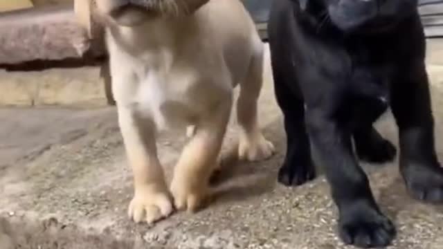 PUPPYS WELCOME THEIR BOSS TIKTOK VIDEO