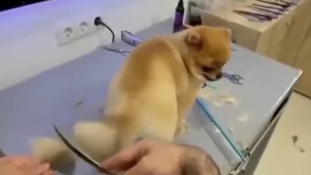 🐕 New style dog tail hair cutting 2021🐕 #shorts video #dog funny videos #dog haircut #funnyanimals