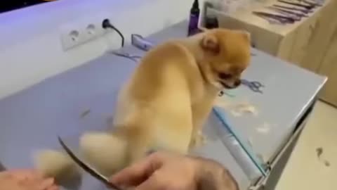 🐕 New style dog tail hair cutting 2021🐕 #shorts video #dog funny videos #dog haircut #funnyanimals