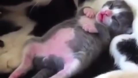 Very cute kitten puppy sleeping