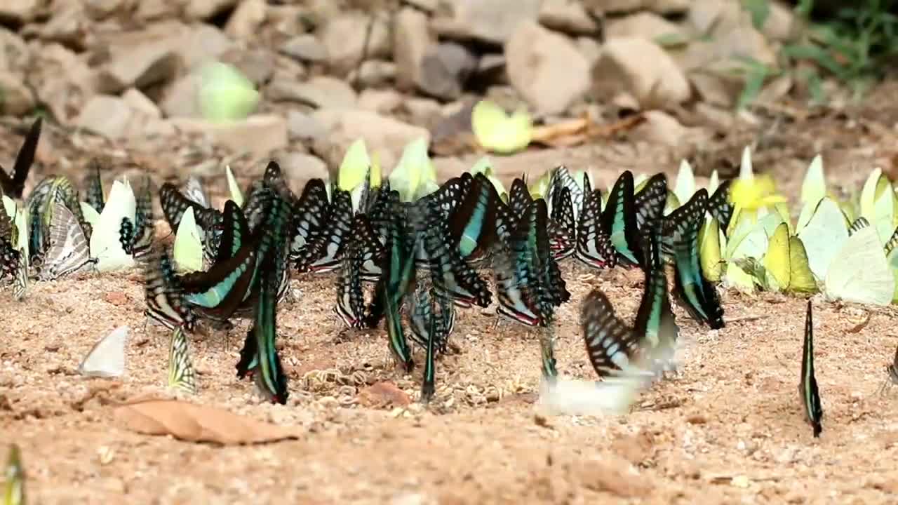 Butterflies Flying in Slow Motion HD - Houston Butterfly Museum