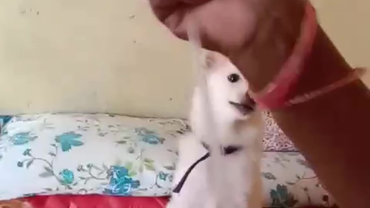 the cute Dog playing with the balloon😍😍😍