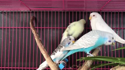 Video of Birds Inside a Cage