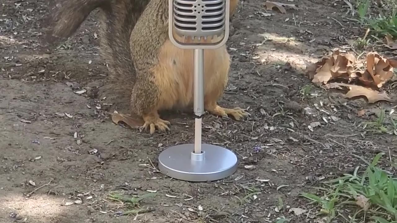 Zuzu Prepares For His Opening Act