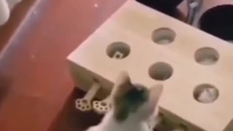 Karate cat