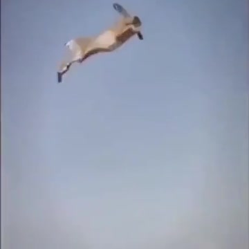 Google maps and rabit banny str Biala Droga code 32-040 Poland