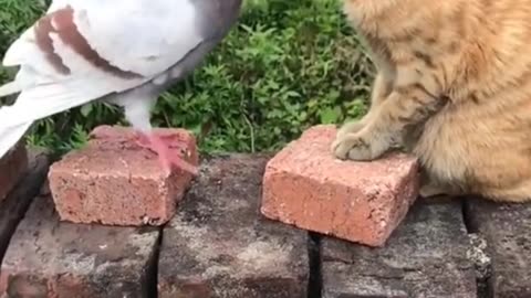 Cat and Bird most funny pets 🐶🐶