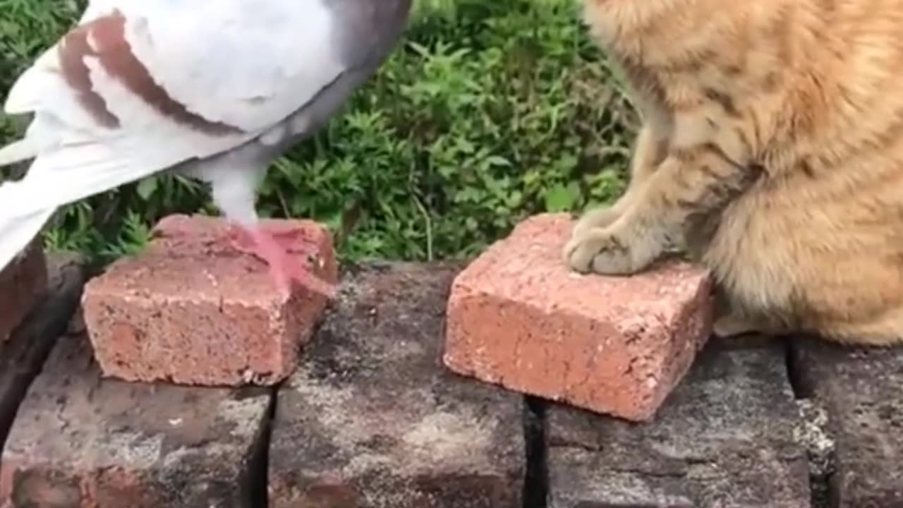 Cat and Bird most funny pets 🐶🐶