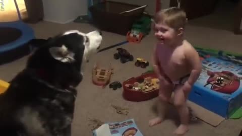 Toddler laughs as he and husky howl together