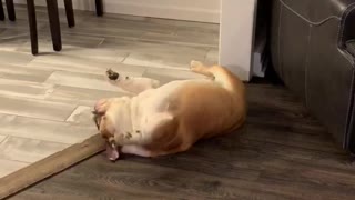 100% Ridiculous Bulldog Tantrum