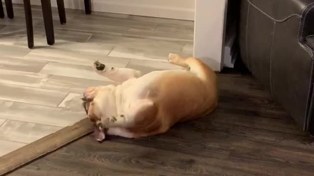 100% Ridiculous Bulldog Tantrum