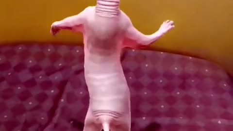 Cat 😺 dance funny 😂😂 #trending #pets&animals #funny #cats #dance #shorts