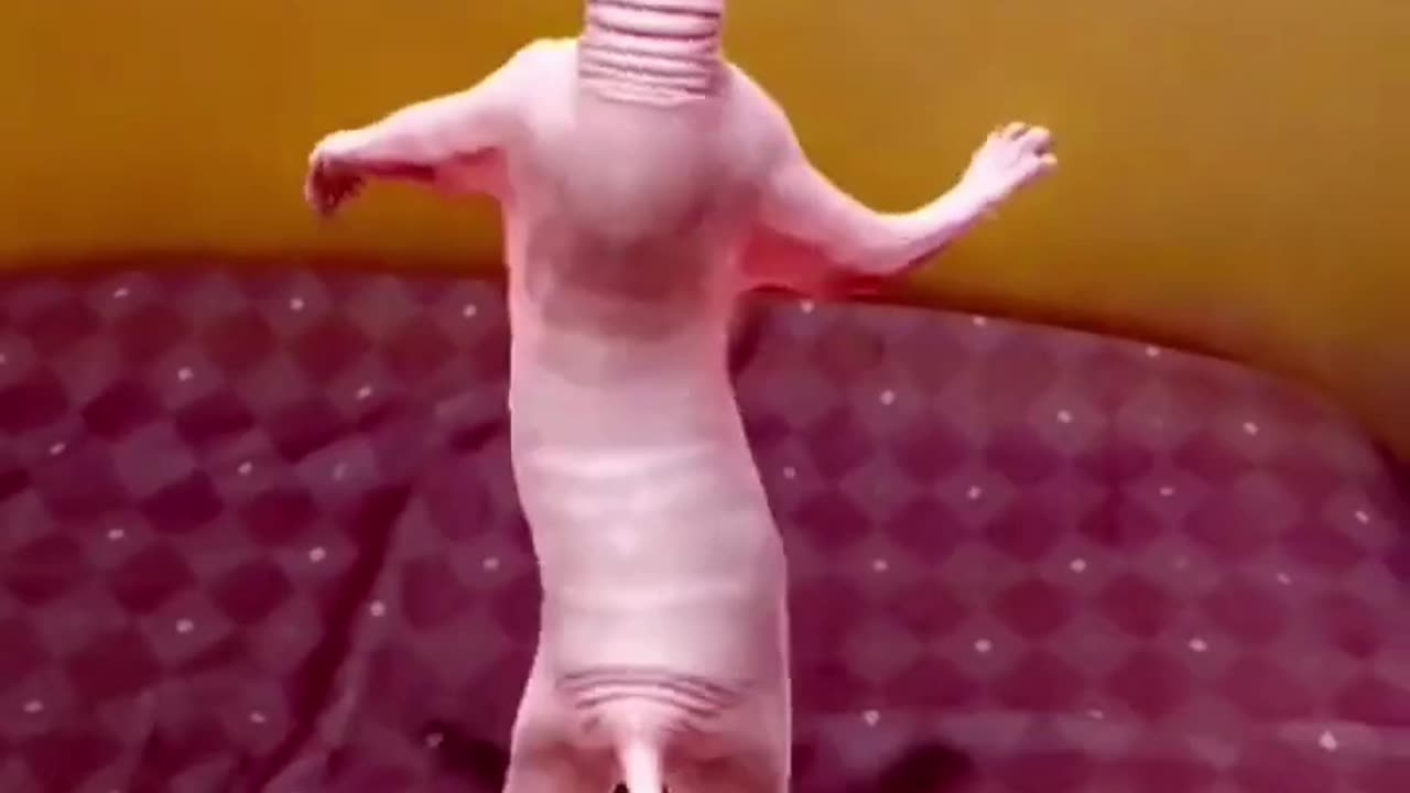 Cat 😺 dance funny 😂😂 #trending #pets&animals #funny #cats #dance #shorts