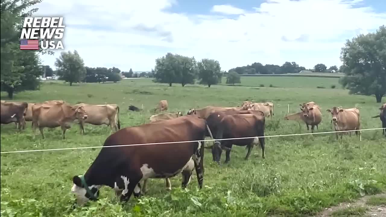 Amish farm under threat from U.S. federal govt for refusal to abandon traditional farming practices