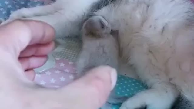 Cats are so funny PART 53 FUNNY CAT VIDEOS TIK TOK #Shorts