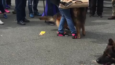 German Shepherd attacking 😱😱