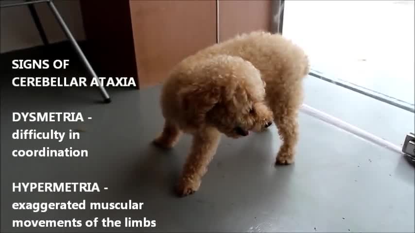 Neurological Disease. Cerebellar Ataxia in an older poodle