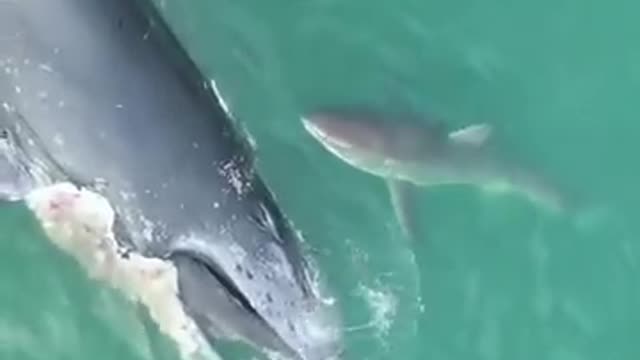 Shark eating the remains of a whale.