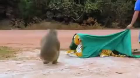 Monkey Literally Just Got A Heart Attack!