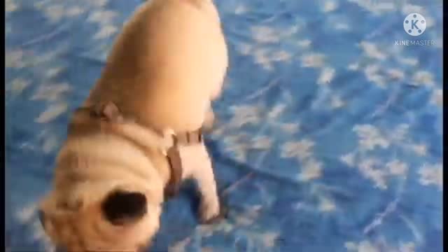 Funny pug playing with his ball,🐶🐶