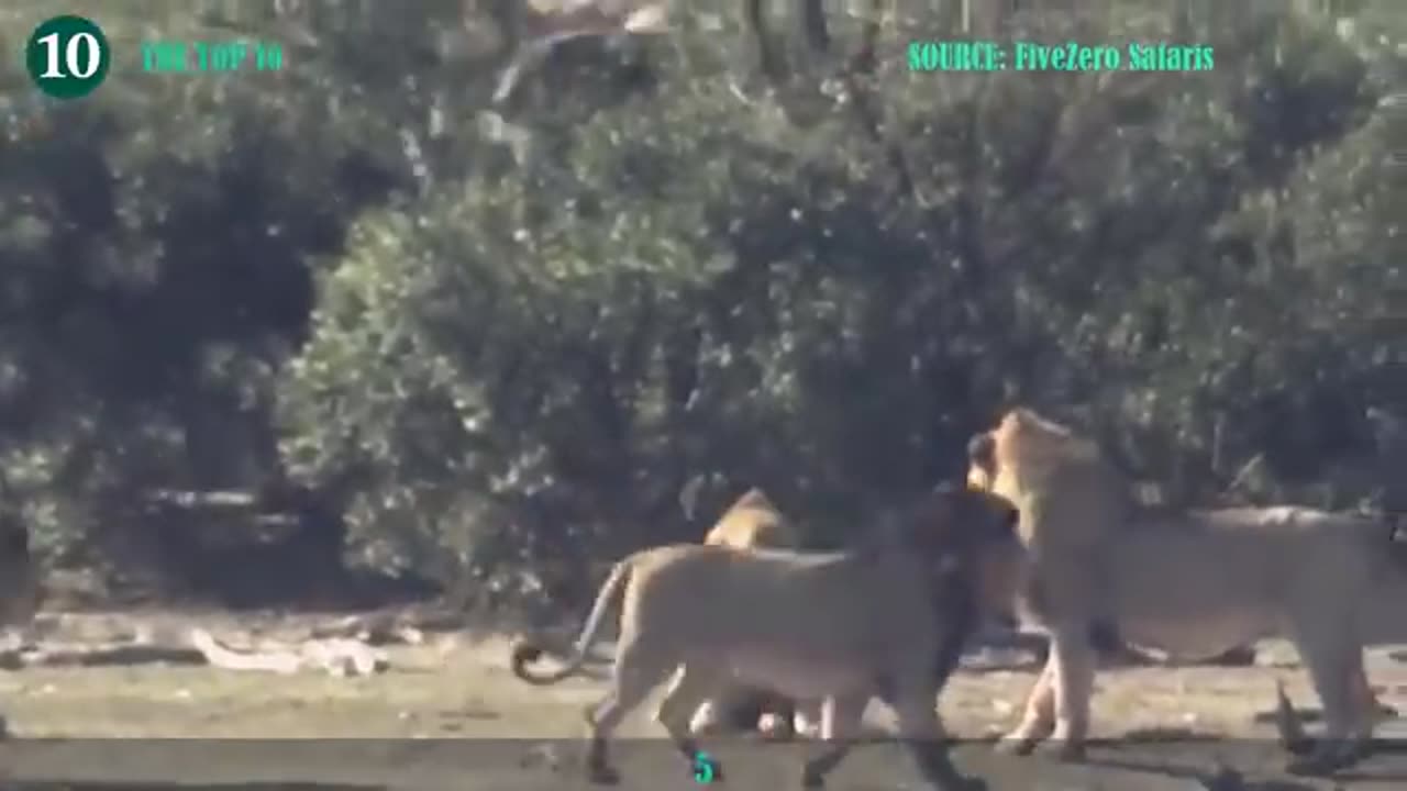 Old and injured lions are prey for other lions