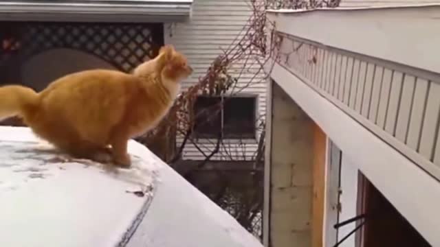 Orange cat: bad, distance miscalculation, this time a big embarrassment!