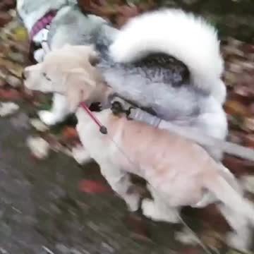 Golden And Husky Together