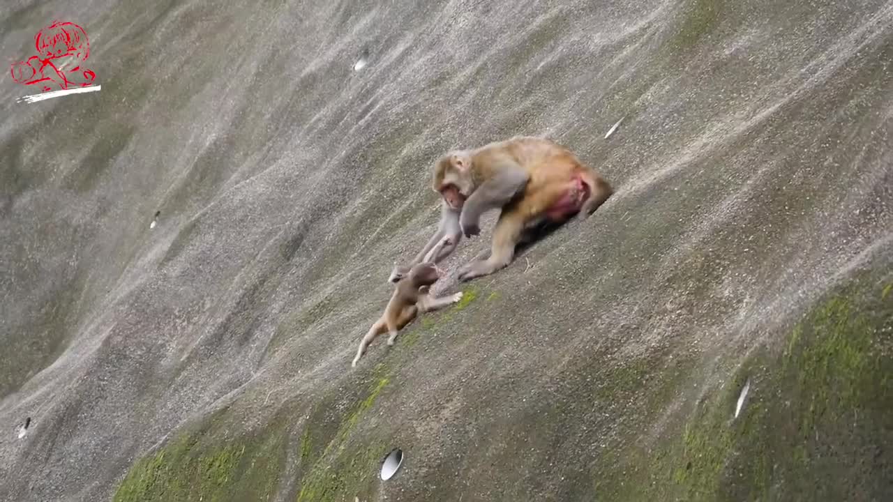 Don,t Drop The Baby