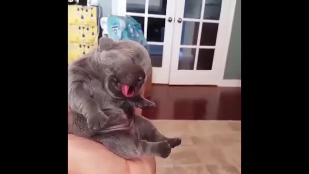 Funny animal 3