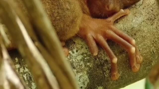little monkey lying on the tree
