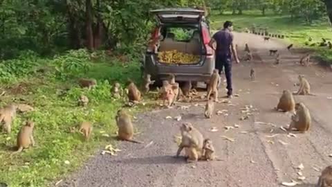 Cute monkeys banana 🍌 supply