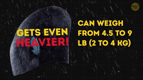 11 Secrets The Queen's Guard Don't Like To Speak About ~(BrightSide)