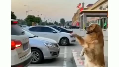 Wow amazing dog training 🐕
