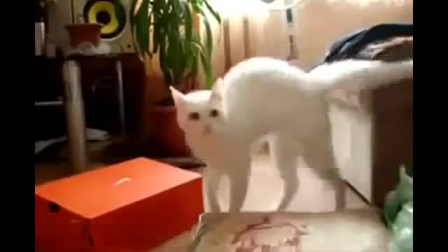 5 short funny videos about animals