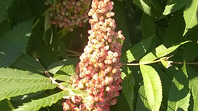 Staghorn Sumac