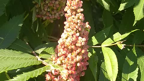 Staghorn Sumac